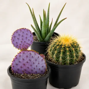 Build Your Own Desert Trio