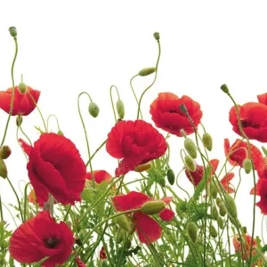Greeting Card Poppy Flower