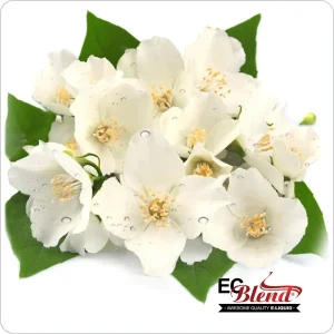 Jasmine (E-Liquid TFE)