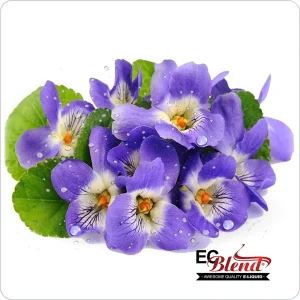 Violet (E-Liquid TFE)