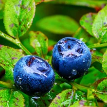 Wild Huckleberry Flavor Concentrate 🔎︎   Replacement Coils   Vaporizors   Batteries